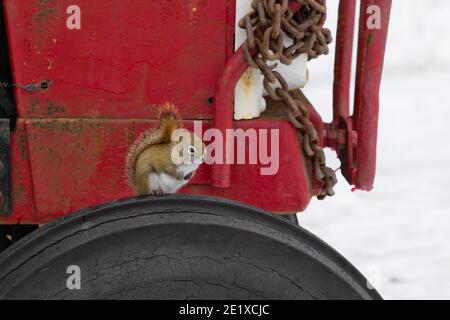 Eastern Grey Squirrel sitting on farm tractor tire Stock Photo