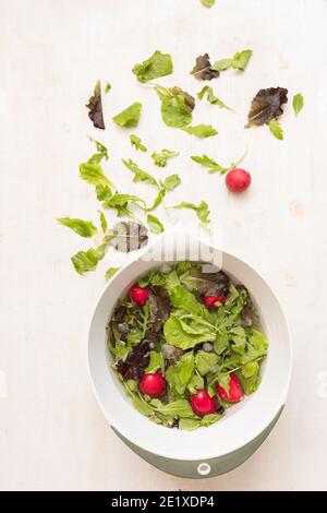 White bowl full of different kinds of lettuce and radish in water. Some lettuce leaves are at the top of the image on a white background. Stock Photo