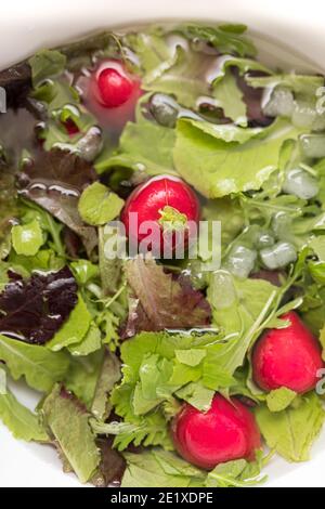 Closeup view of a bowl of lettuce and radish floating on cold water. Stock Photo