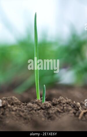 Young fresh organic garlic sprouts  in a greenhouse - selective focus Stock Photo