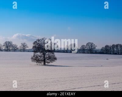 Tree stands in a wintry landscape Stock Photo
