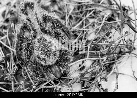 Squab (baby dove) in bird's nest waiting for its parents to bring food. Black and yellow feathers emerging from dove chick. Black and white - monochro Stock Photo