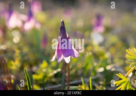 Early bulbous wild plant of Siberian Kandyk (lat. Erythronium sibiricum) blooms in a forest glade on a spring sunny day. Stock Photo
