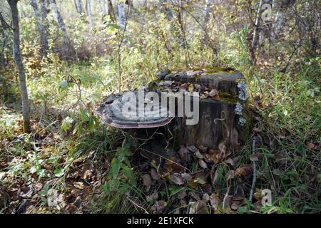 Tinder fungus flat (Ganoderma applanatum) growing on an old stump among fallen leaves in the autumn forest. Stock Photo