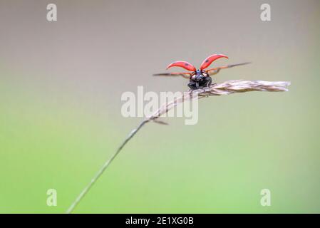 Seven spotted Ladybird or Ladybug (Coccinella septempunctata) with wings deployed sitting on a grass stalk and isolated on smooth background meadow Stock Photo