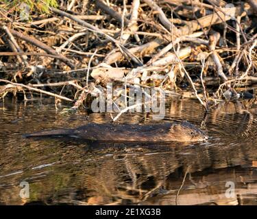 Muskrat in the water by its burrow den displaying its brown fur and tail in its environment and habitat. Image. Picture. Portrait. Stock Photo