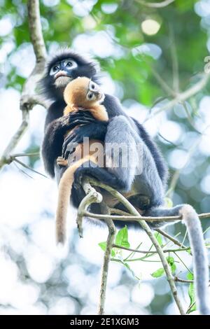 Embrace with love, a newborn Dusky Leaf Monkey is on a mother’s arms on the branches of tree, cute a newborn Dusky Leaf Monkey. Stock Photo