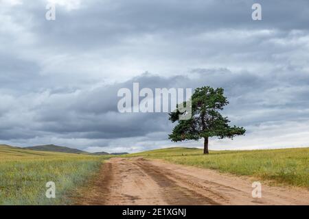 A wide road stretching into the distance and lonely tree against the background of endless fields and hills on cloudy summer day on Olkhon Island. Stock Photo