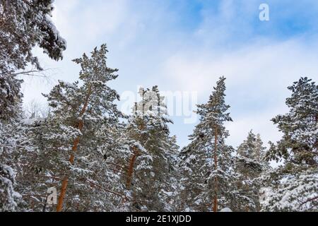 Branches in frost against blue sky. Snow forest in white velvet. Bottom up view in sunny cold weather. Stock Photo