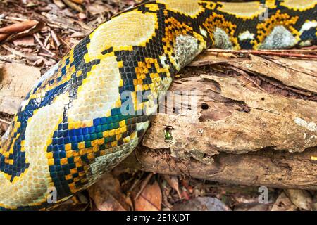 Abstract skin of Boa on the log in a tropical forest. They are the world’s longest snakes and longest reptiles. Cambodia and Thailand border. Stock Photo