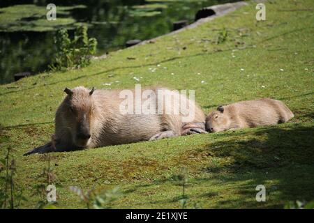 The capybara is a giant cavy rodent native to South America. It is the largest living rodent in the world. Also called capivara (in Brazil) Stock Photo