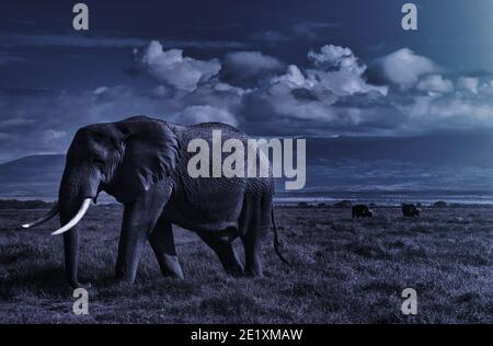 African elephant walking lonely at night on the masai mara in kenya Stock Photo