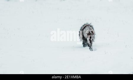 A raccoon dog (Nyctereutes procyonoides) infected by scabies (seven-year itch), a contagious skin infestation caused by the mites (Sarcoptes scabiei) Stock Photo