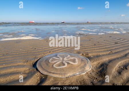 Dead jellyfish at the ocean beach, Galveston, Texas, USA Stock Photo