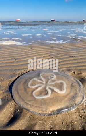 Dead jellyfish at the ocean beach, Galveston, Texas, USA Stock Photo