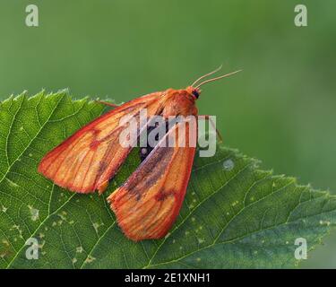 Clouded Buff moth (Diacrisia sannio) showing that it has been predated or attacked. Tipperary, Ireland Stock Photo