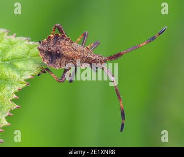 Dock Bug nymph (Coreus marginatus) on end of bramble leaf. Tipperary, Ireland Stock Photo