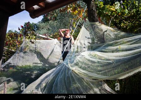 OLIVES PICKING LIGURIA ITALY Stock Photo