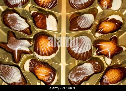 Belgian chocolate candies Seashells. Best quality Stock Photo