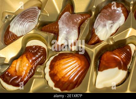Belgian chocolate candies Seashells. Best quality Stock Photo