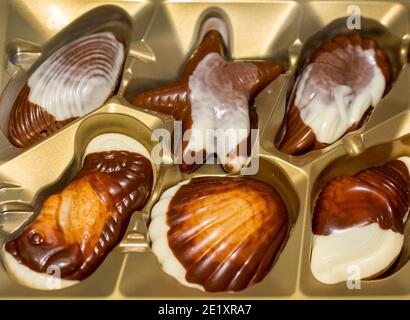 Belgian chocolate candies Seashells. Best quality Stock Photo