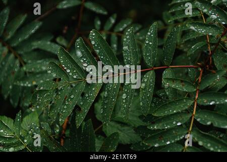 Dew drops on green leaves. Raindrops on broad leaves in dark forest Stock Photo