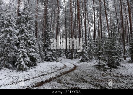 Forest road in winter Stock Photo