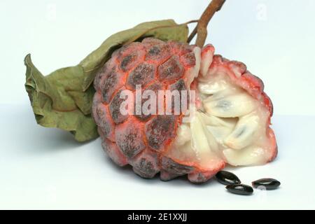 Sugar-apple, sweetsop, Custard apple, fruit, Annona squamosa Stock Photo