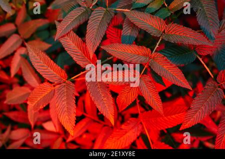 Abstract image of Rubus rosaefolius Miao miao leaves in the garden. Roseleaf raspberry (hybrid of raspberry and strawberry) Stock Photo