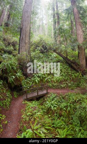 Redwood trees, Sequoia sempervirens, thrive in a moist coastal forest in Klamath, Northern California. Redwoods are the largest trees on Earth. Stock Photo