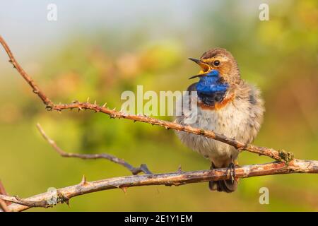 A blue-throat bird Luscinia svecica cyanecula singing in a tree to attract a female during breeding season in Springtime Stock Photo