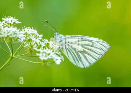 Green-veined white butterfly, Pieris napi, resting in a meadow on white flowers of Anthriscus sylvestris, known as cow parsley, a herbaceous biennial Stock Photo