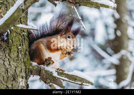 Squirrel in the winter forest. A squirrel sits on a tree branch and eats on a sunny winter day. Stock Photo