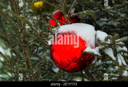 Glass Christmas balls on spruce branches covered with snow Stock Photo