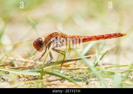 Scarlet dragonfly male, Crocothemis erythraea, bright red colored resting on the ground. Selective focus Stock Photo