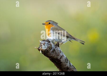European robin Erithacus rubecula perched on a branch during Autumn season Stock Photo