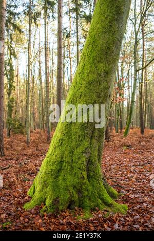 Moss on a tree in the fall forest. Selective focus. Stock Photo
