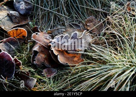 Dry oak leaves lying on the ground covered with frost. Stock Photo