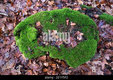 Moss on a tree in the fall forest. Selective focus. Stock Photo