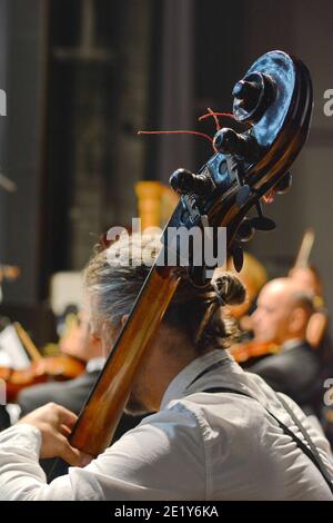 Detail of the headstock of a contrabass. Contrabass placed in an ...