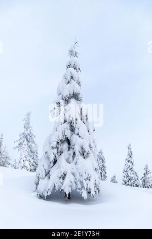 Beautiful snow covered pine tree in winter landscape Stock Photo
