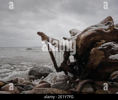 Icicles on a tree root lying on a rocky beach by the sea Stock Photo