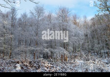 December 2020, birch trees covered in snow, Strathearn: woodland beside Gilmerton, Crieff, Perthshire, Scotland Stock Photo