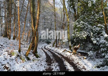 December 2020, a snowy path leads through woodland in Gilmerton, Crieff, Perthshire with snow-covered  beech trees (Fagus sylvatica) and rhododendron Stock Photo