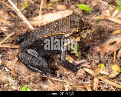 Juvenile Knudsen's Bullfrog (Leptodactylus knudseni) on the forest floor in the Ecuadorian Amazon Stock Photo