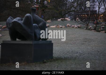 West Bretton, UK - Jan 7 2021: Sheep shelter from the cold near to Henry Moore’s ‘Three Piece Reclining Figure’. Stock Photo
