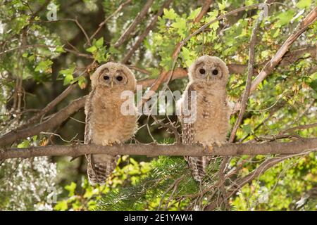 Mexican Spotted Owl fledglings, Strix occidentalis. Stock Photo