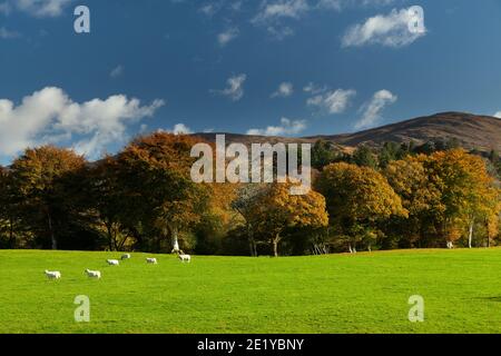 Sheep and farmland in a beautiful landscape in the mountains in Bonane in Country Kerry in Ireland. Stock Photo