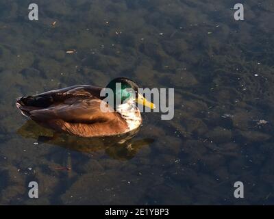 Male dabbling mallard duck (anas platyrhynchos) with beautiful green shimmering head, yellow beak and brown plumage swimming in pond in park. Stock Photo