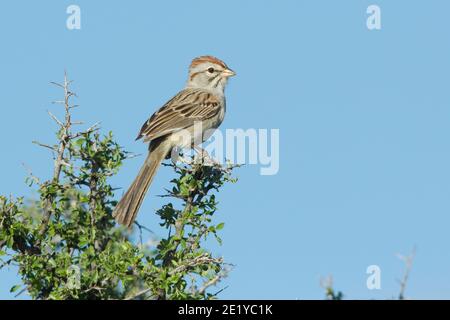 Rufous-winged Sparrow, Peucaea carpalis, perched in graythorn bush. Stock Photo